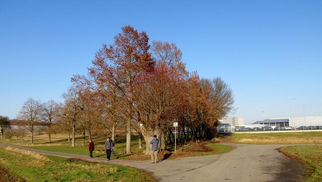 Hier sieht man auf ein ehemaliges Heilbronner Naturdenkmal: "Baumgruppe beim Waldbrunnen". Es handelte sich um drei Bäume, zwei Rosskastanien sind schon länger gefällt und 2011 musste auch die Linde der Verkehrssicherung weichen. Aber wie die Eiche beim Jägerhaus treibt sie immer noch aus.