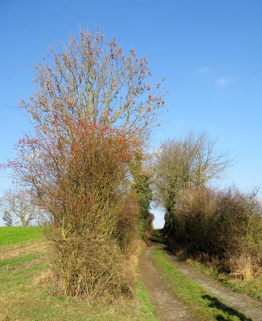 Wieder ein Hohlweg, jetzt beim Rosenbuckel 220m
