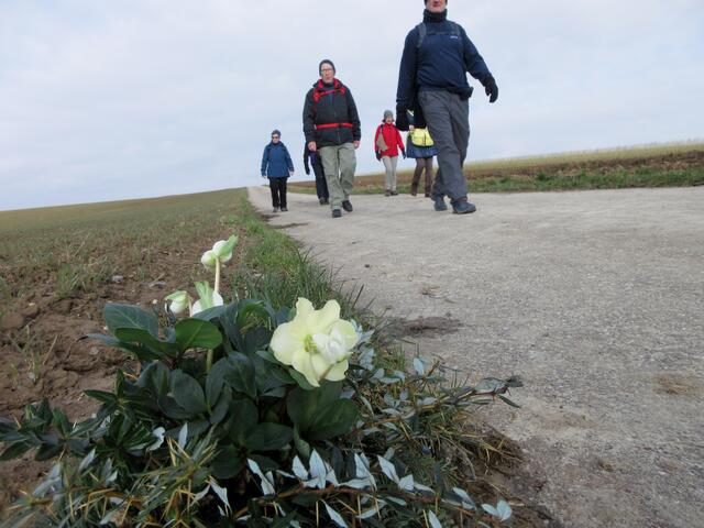 Da wurden Christrosen einfach so an den Ackerrand gepflanzt