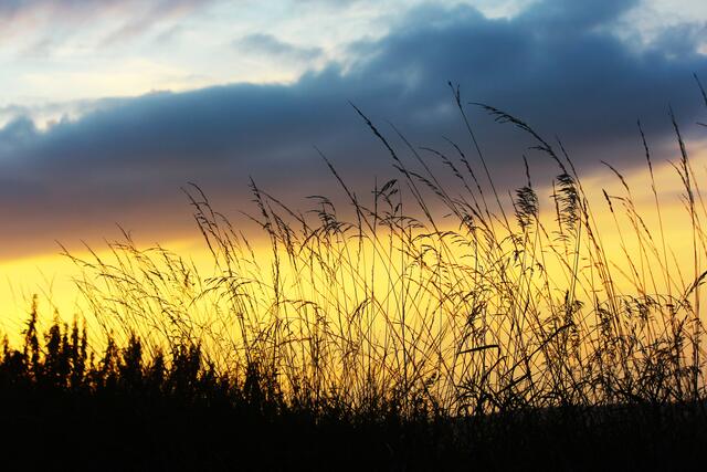 Sonnenuntergang aus der Ameisenperspektive über Krautheim