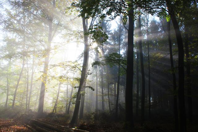 Im Wald bei Oberginsbach