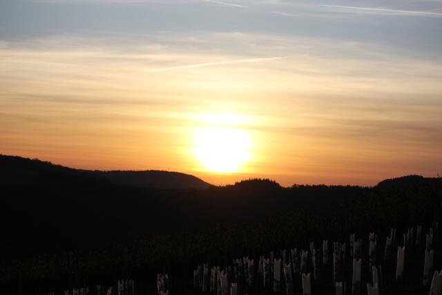 Sonnenuntergang in den Weinbergen Dörzbachs