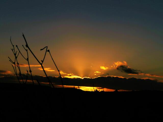 Sonnenuntergang hinter Halmen