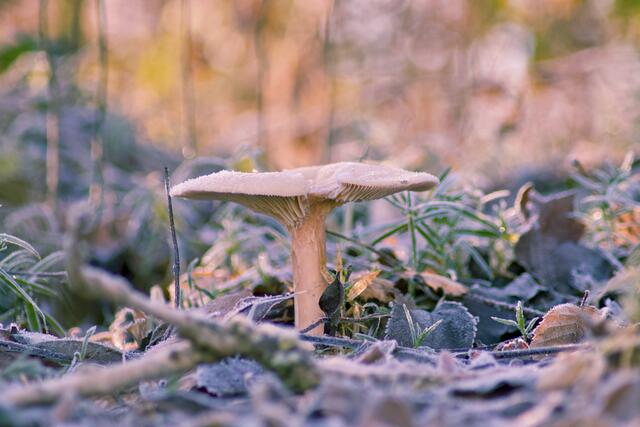 Dieser Tage vielleicht in der Natur zu finden: der Eispilz. | Foto: Michael Becker