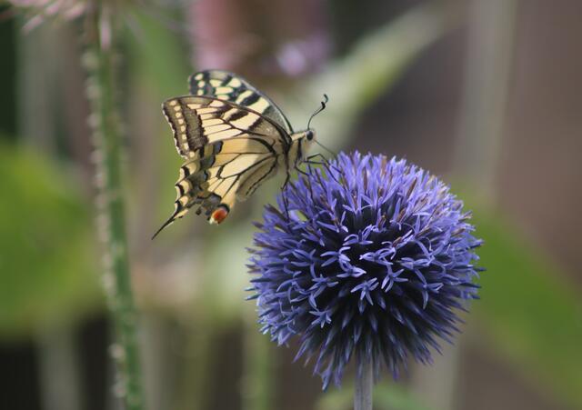 Die Natur im Garten festgehalten: Ein Schwalbenschwanz labt sich an einer Kugeldistel. | Foto: Sarah Peters