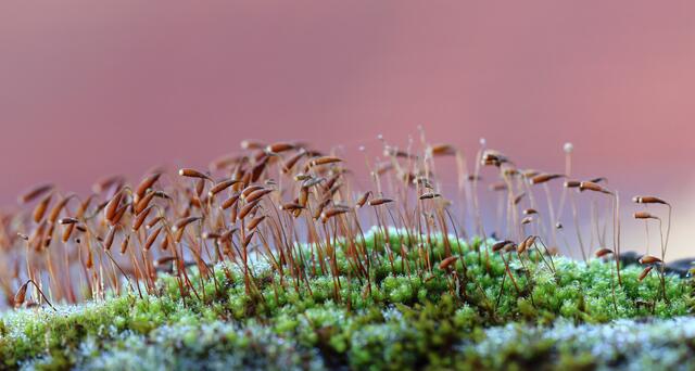 Moos im ersten Morgenreif. Heimatreporter schauen sehr genau hin. Ihre Geduld und Zeit wird durch wunderbare Aufnahmen belohnt. | Foto: Martin Butz