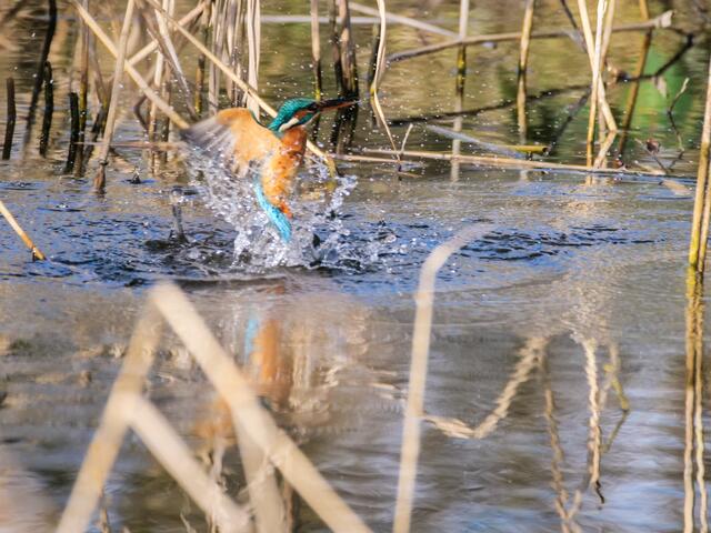 schnell aus dem Wasser
