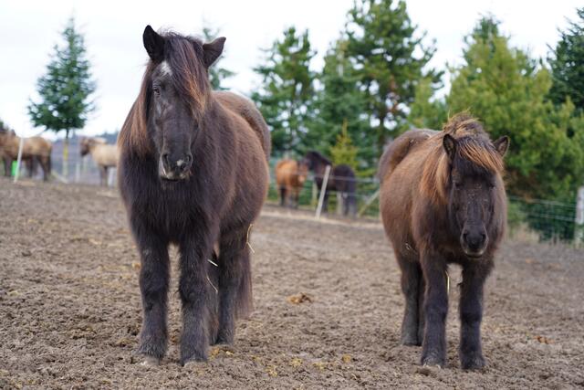 Isländerponys