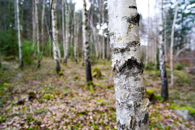 kleines Birkenwäldle
