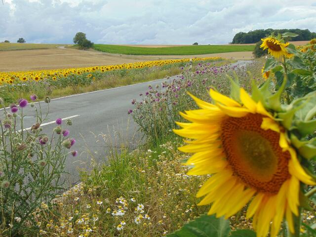 Sonnenblumenfelder bei Ravenstein