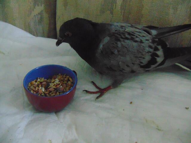 ... nach kurzer Zeit kippt er ohne Stütze nach hinten weg.