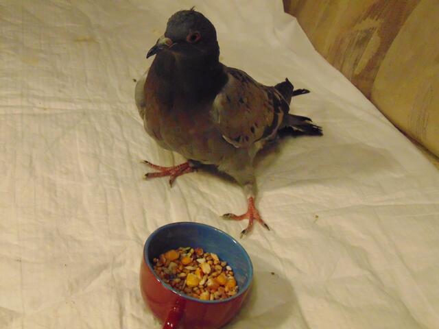 Beim Füttern auf der Couch. Hier kann er bereist mit Stütze durch die Hand alleine aus dem Gefäß picken. Das linke Bein streckt er immer seitlich weg.