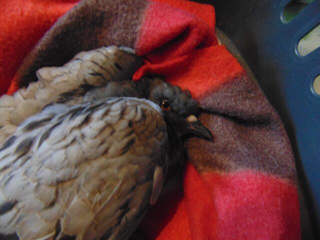 Er rührt sich kaum, seine Augen sind meist geschlossen und er hat sich aufgegeben.