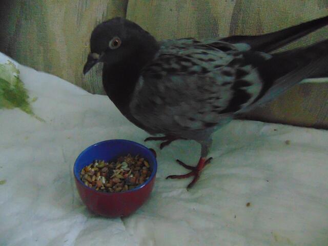 Das linke Bein ist wenig belastbar ...