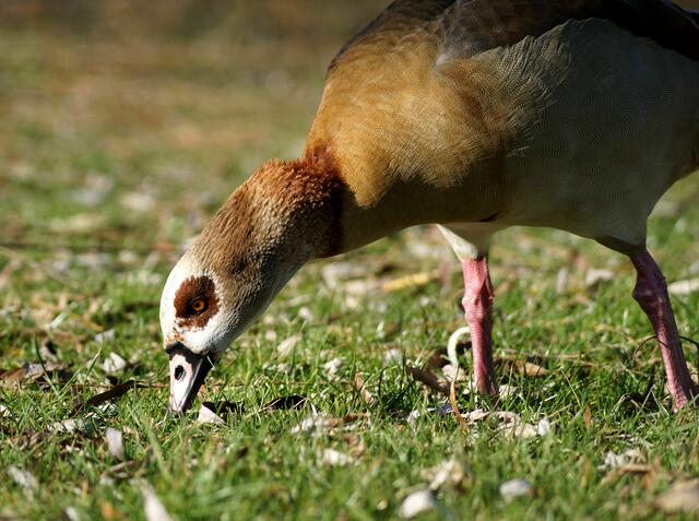 Nilgans | Foto: Daniela Somers