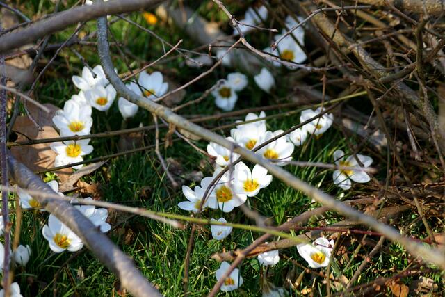 Überall drücken sich die Krokusse durch die Erde. | Foto: Daniela Somers