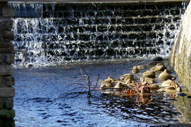 Kleine Staustufe am Bach | Foto: Daniela Somers