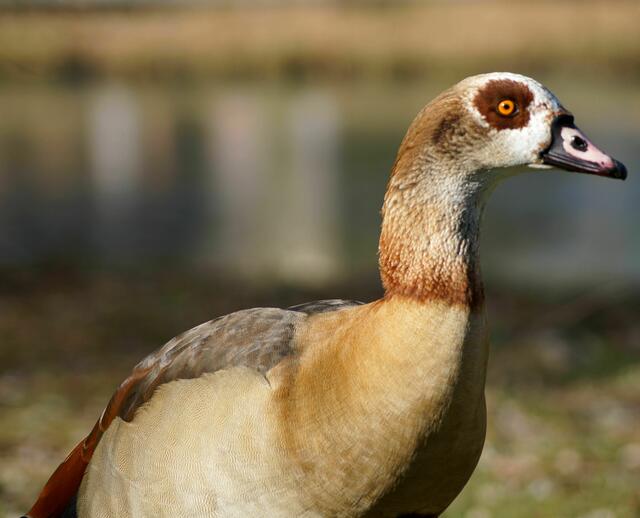 Nilgans. Sie hat einfach eine wunderschöne Gefiederzeichnung. | Foto: Daniela Somers