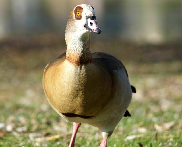 Nilgans | Foto: Daniela Somers