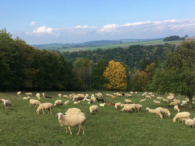 Schafherde zwischen Bieringen und Westernhausen