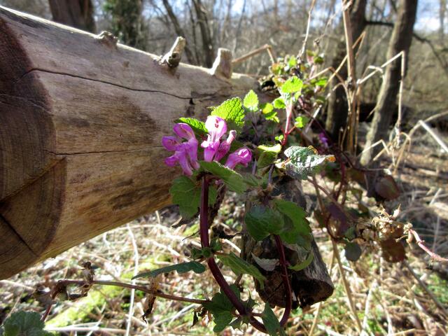 Diese Buntnessel will hoch hinaus