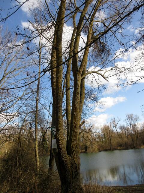 Diese Fünflings-Eiche hätte es verdient Naturdenkmal zu werden.