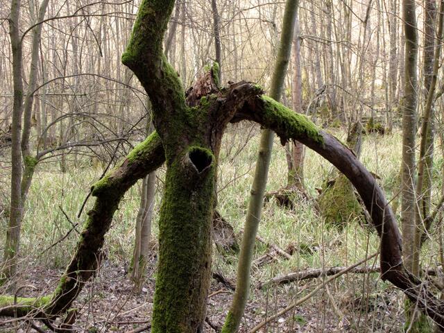 In der Neckarschlinge wissen die Bäume, dass der Valentinstag noch nicht lange her ist und tragen ihr Herz auf der Rinde