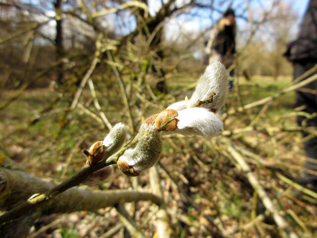 Auf der Orchideenwiese, die vom Schwäbischen Albverein Lauffen gepflegt wird, ist ein Teil dieser Weide dem Sturm zum Opfer gefallen