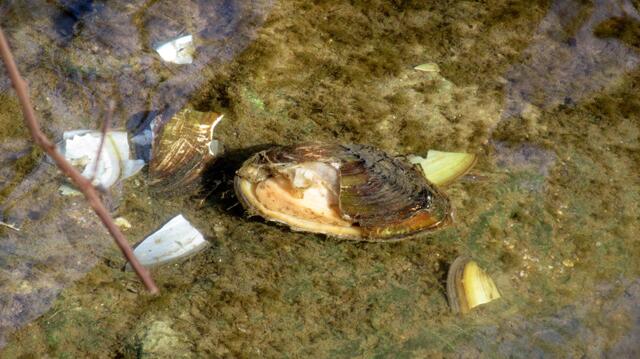 Im klaren Wasser sind sogar Muscheln zu sehen