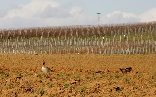 Eine Gruppe Wildgänse hat sich auf einem Feld niedergelassen, sie sind wohl schon auf dem Weg in ihre Brutgebiete weiter nördlich