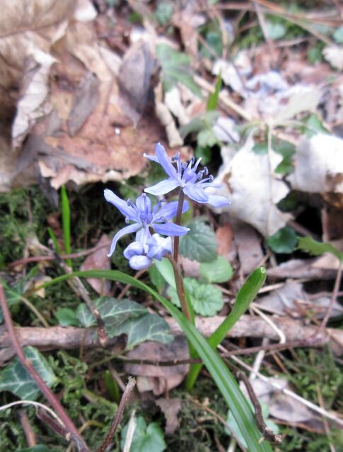 Eine der ersten, aber ganz sicher nicht die letzte. Die Scilla blühen üppig im Kaywald, aber so weit wollten wir heute nicht gehen.