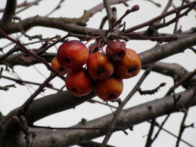 Zieräpfelchen hängen noch im Baum vom letzten Jahr.
