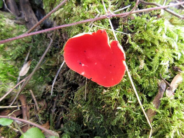 Den scharlachroten Kelchbecherling, den die Wandergruppe vom Schwäbischen Albverein Lauffen beschreibt, haben wir auch gefunden.