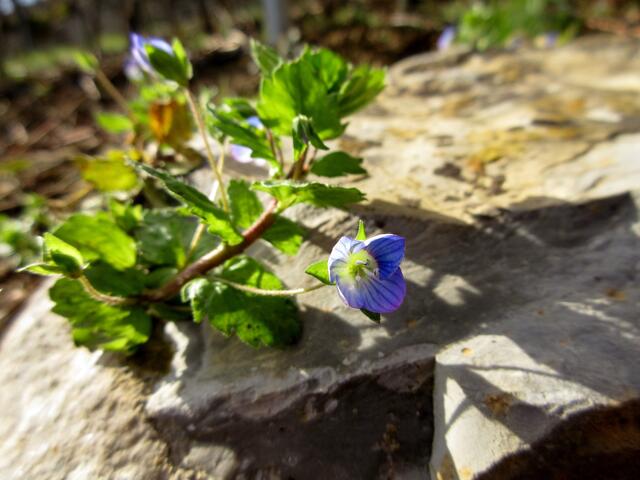 Ohne dass man sich bücken müsste wächst der Ehrenpreis in den Weinbergen und auf der Mauer oberhalb des Wanderweges.
