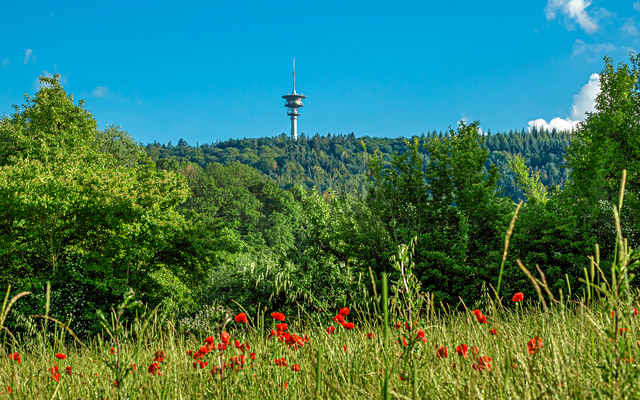 Blick auf den Stromberg mit Fernmeldeturm..