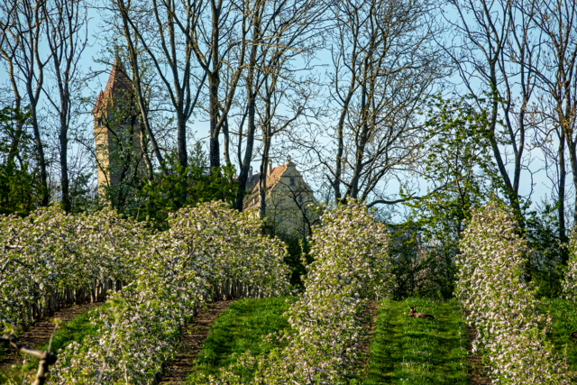 Schloss Stocksberg mit Reh..