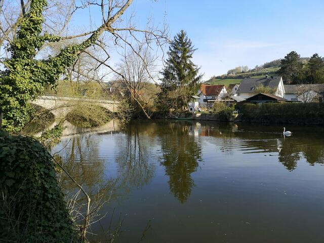 Jagstbrücke Dörzbach, Zuhause der Schwäne