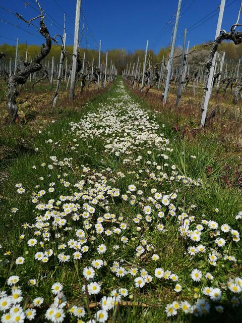 Dörzbacher Weinberg im Frühling