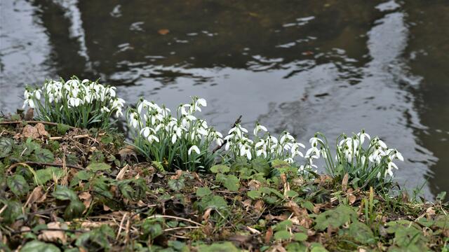 Frühlingsboten an der Zaber