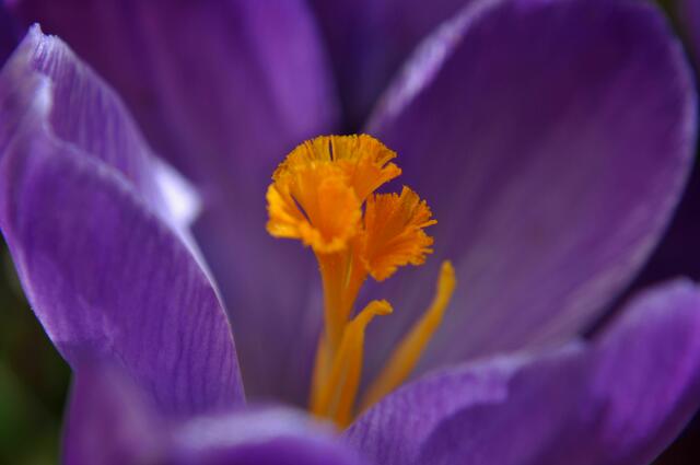 Krokus.Hat sie nicht ein tolles Innenleben? | Foto: Daniela Somers
