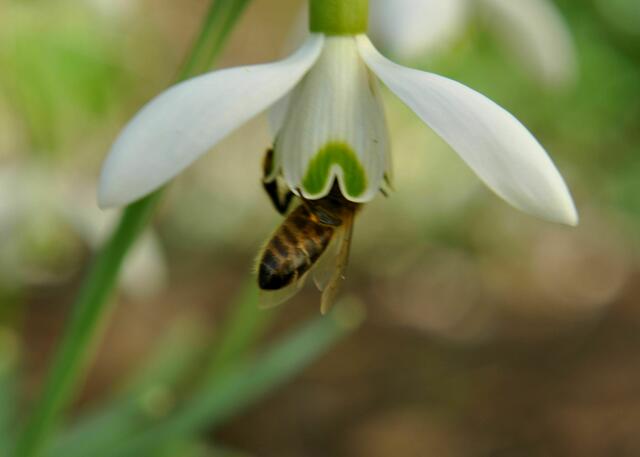 Auch die Bienen sind schon da | Foto: Daniela Somers