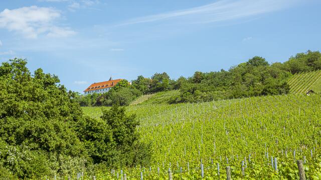 Blick auf den Michaelsberg..