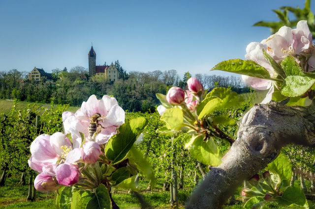 Schloss Stocksberg im Blick