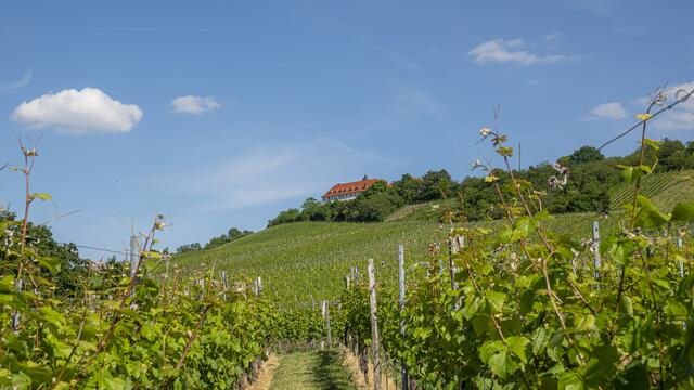 Blick auf den Michaelsberg...