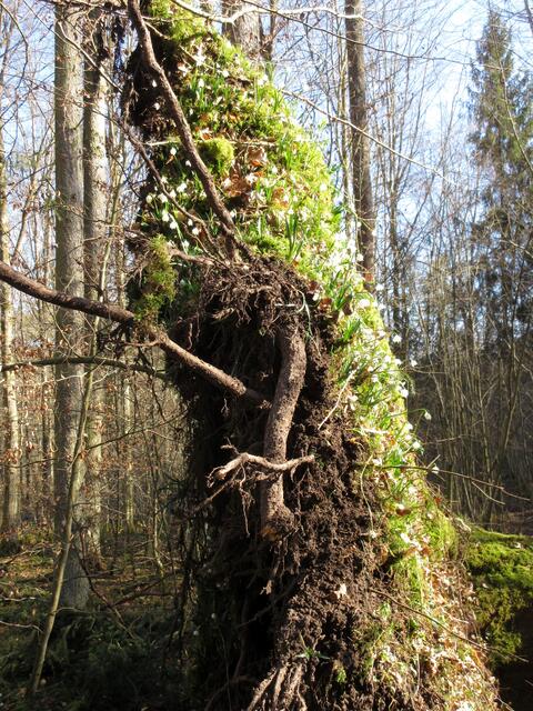 Das Gebiet ist sumpfig, dieser Baum wohl deshalb umgestürzt und er hat die Blümchen mit in die Höhe genommen.