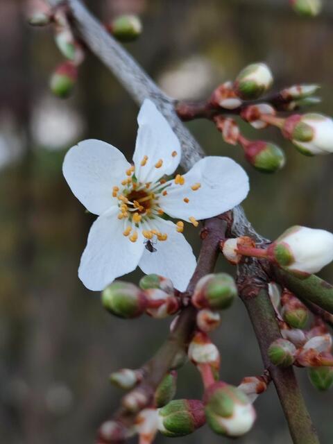 In der großen Blüte sitzt sogar schon eine Fliege.