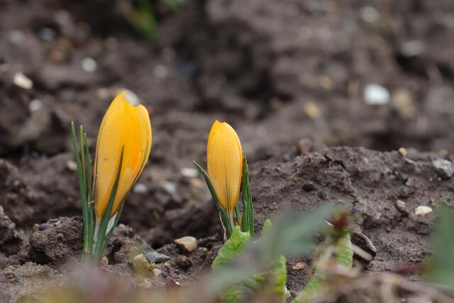 Frühling