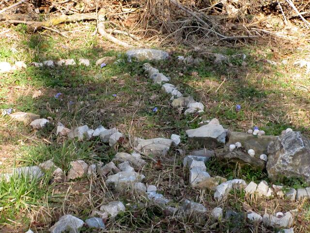 Die Blausterne erobern sich das Steinrund