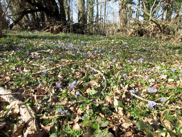 Tatsächlich waren die Wandergruppe nie zuvor um die Blütezeit der Scilla im Auwald und kannte deshalb den Standort nicht. Danke nochmal an Helmut Bender für den tollen Tipp.