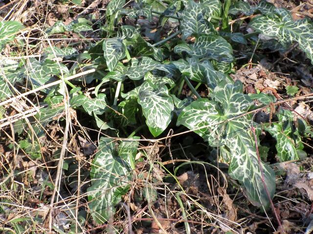 Auf dem Weg zum Horkheimer Schützenhaus fanden die Wanderer diesen gefleckten Aronstab. Hier werden wir in Kürze nochmal nachsehen, ob sich die Blüte wesentlich vom bekannten Aronstab unterscheidet.